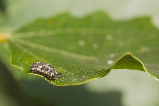Macro of a ladybug larvae on a leaf.