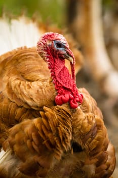 One of the most interesting loolking birds a large Turkey showing plumage