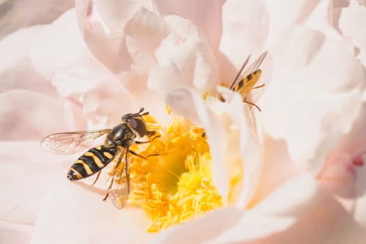 Macro of two hoverflies on a pink rose.