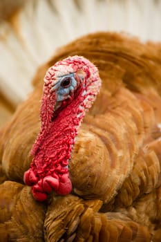 One of the most interesting loolking birds a large Turkey showing plumage