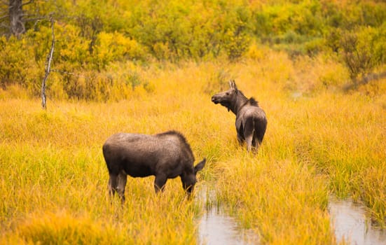 Moose come out to get a drink before receeding back into the srush and trees