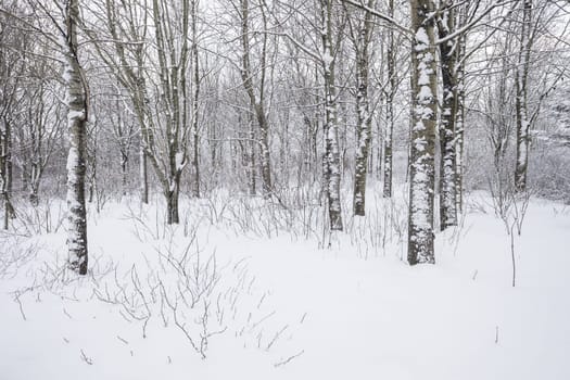 Beautiful winter day in the forest after a fresh snowfall.