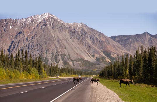 What can be a dangerous crossing occurs safely oin this day for local wildlife
