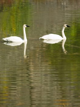 A calm lake supports two Trumpeter Swans during the fall in Alaska