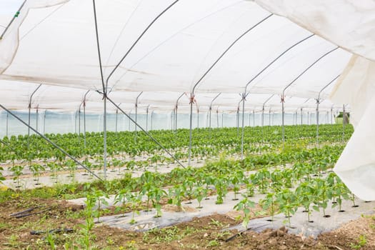 The rows of young bio paprika growing in large plant nursery. All seasons production of fruit and vegetables in the greenhouse.