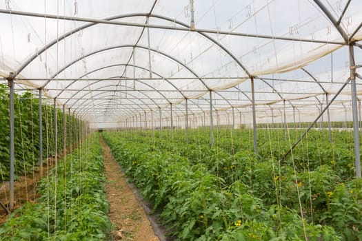 The rows of young bio lust tomatoes growing in large plant nursery. All seasons production of fruit and vegetables in the greenhouse.