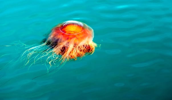 A brilliant orange Jellyfish throbs along in Reserrection Bay Alaska