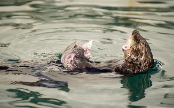 A Sea Otter eats breakfast in a boat slip in the marina