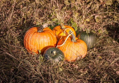 Group of freshly grown pumpkins at an organic farm