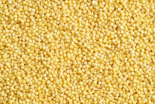 Close-up of raw millet grains