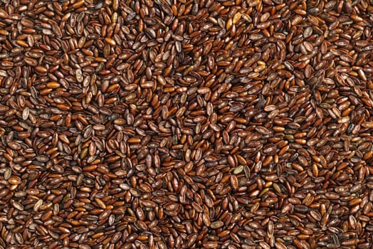 Close-up of raw flea seed grains