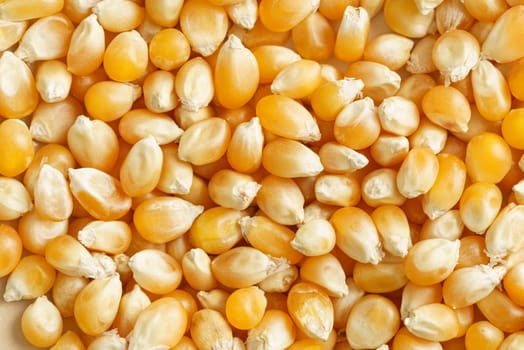 Close-up of raw corn grains