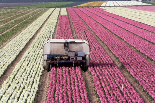 Hyacinth fields and an electric car