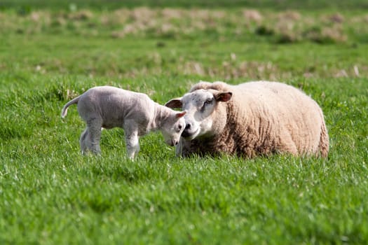 Mother sheep and her cute lamb