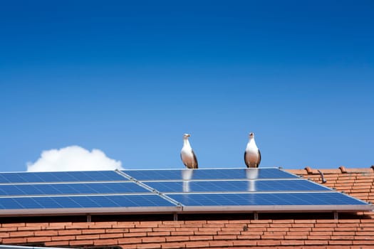 Two seagulls near a solar panel on a roof