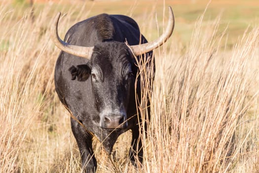 Cattle bull animal horns head behind grass danger