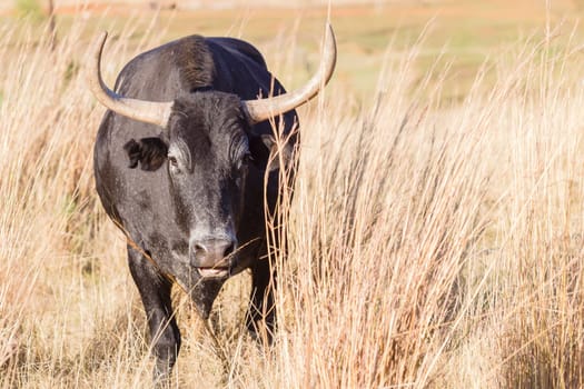 Cattle bull animal horns head behind grass danger