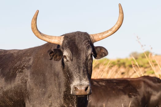Cattle bull animal horns head behind grass danger