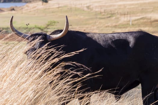 Cattle bull animal horns head behind grass danger