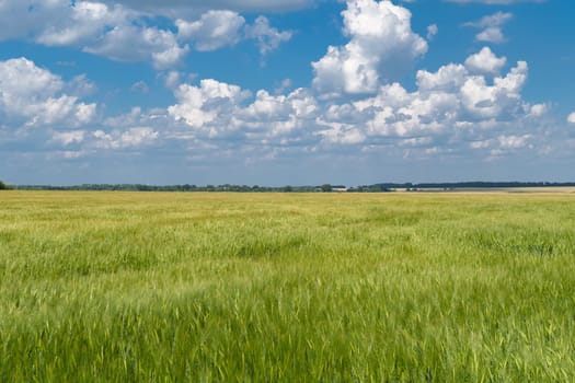 Green wheat field in countryside under cloudy sky.