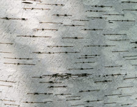 Rectangular fragment of birch bark