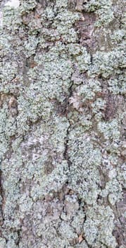 Detail of tree bark covered with green moss