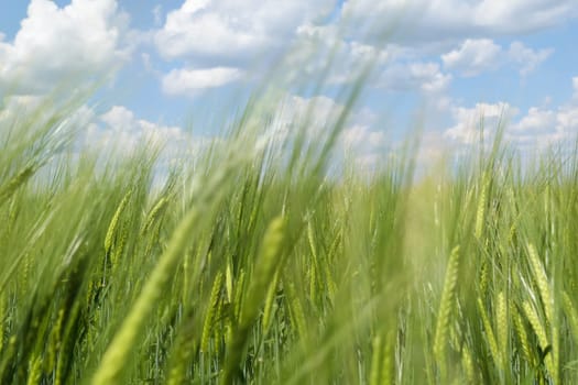 View of the horizon and the sky with clouds through the green ears of wheat (rye) in the field.