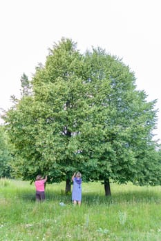 Two middle-aged women collect (pluck) linden flowers from green tree on a summer day