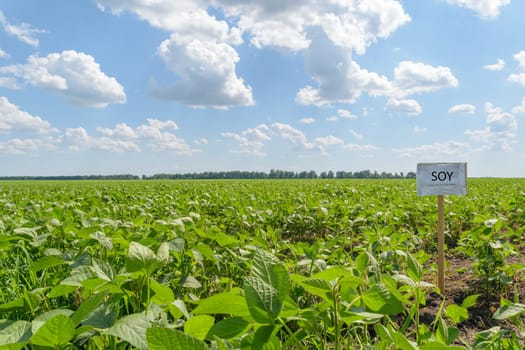 Endless green field with soybean harvest on a summer day under a blue sky with clouds