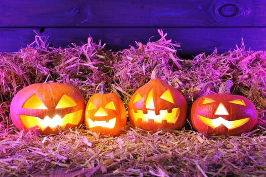 Four illuminated Halloween pumpkins with straw in front of old weathered wooden boards in a sly purple Halloween light
