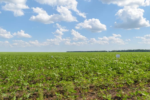 Endless green field with soybean harvest on a summer day under a blue sky with clouds