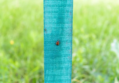 Pyrrhocoris apterus (beetle, insect) sitting on a wooden vertical board.