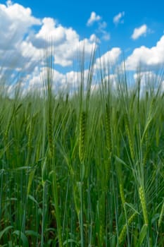 View blue cloudy sky from the bottom up from the dense thickets of green ears of rye in a field on a summer day