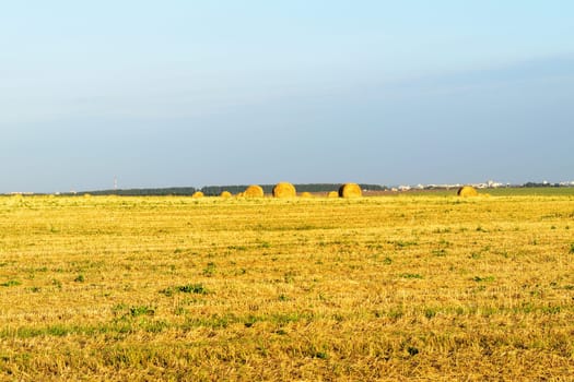 Field with round bales after harvest.