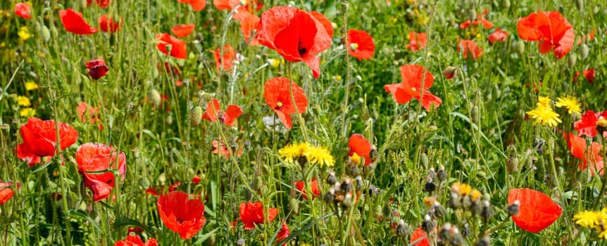 Meadow with wildflowers