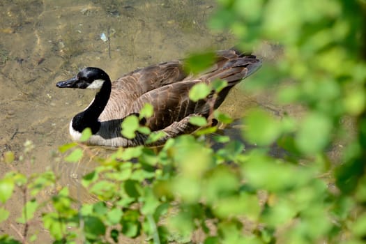 Canada goose