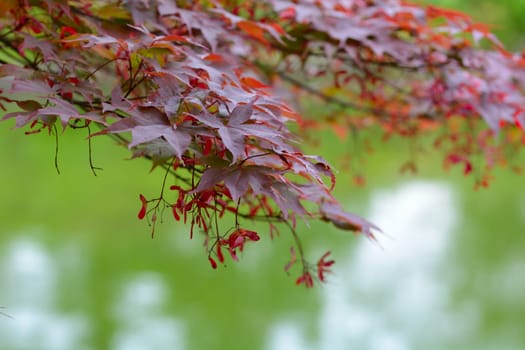Red maple