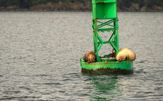 Sea lions don't car much about boats passing in the bay