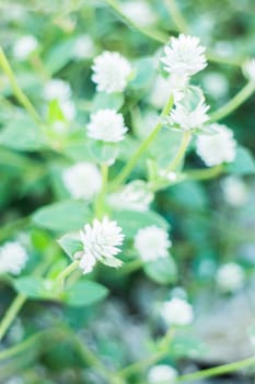 Beautiful flower plant on summer, stock photo