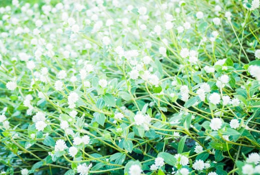 Beautiful flower plant on summer, stock photo