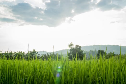 Rural rice field green grass, stock photo