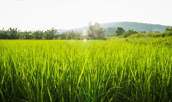 Rural rice field green grass, stock photo