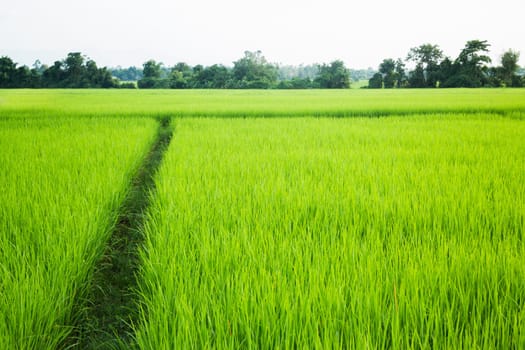 Rural rice field green grass, stock photo
