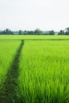 Rural rice field green grass, stock photo