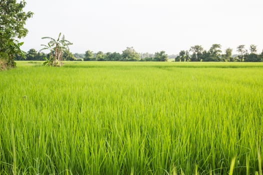 Rural rice field green grass, stock photo