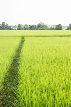 Rural rice field green grass, stock photo