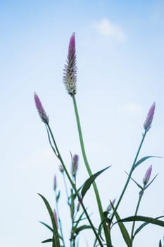 Vintage flower plant at sunset, stock photo