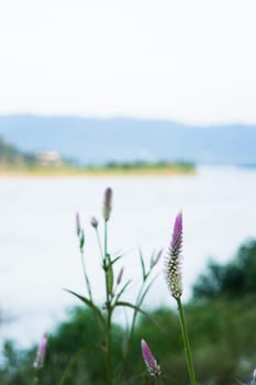 Vintage flower plant at sunset, stock photo
