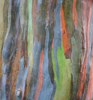 Colorful abstract background of Eucalyptus deglupta tree bark