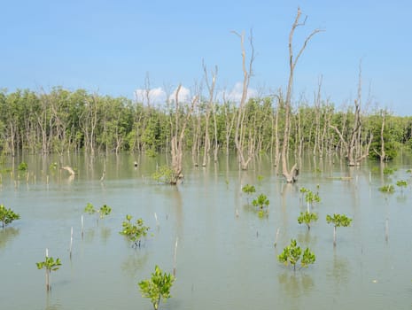Mangrove forest in Thailand. Mangroves serve as nurseries for many marine species.